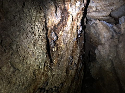 コウモリ洞は名の通りコウモリのコロニー。壁にはびっしり